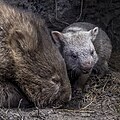 * Nomination Common wombat (Vombatus ursinus) female with juvenile --Charlesjsharp 12:07, 5 January 2024 (UTC) * Promotion  Support Good quality. --Plozessor 06:01, 6 January 2024 (UTC)