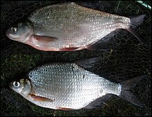 Top, immature bronze breamBottom, mature silver bream