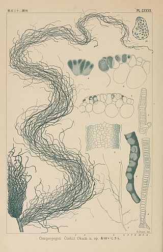 <span class="mw-page-title-main">Compsopogonophyceae</span> Class of algae