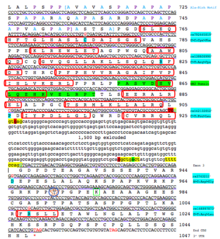 Conceptual translation of C15orf39 C-terminal showing predicted PTM and secondary structure. Conceptual translation c15orf39.png