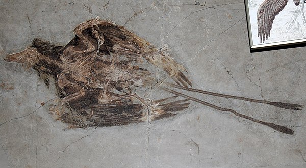 Confuciusornis sanctus, a Cretaceous bird from China that lived 125 million years ago, is the oldest known bird to have a beak.