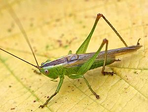 Long-winged sword insect (Conocephalus fuscus), male