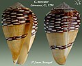 Conus mercator Linnaeus, C., 1758