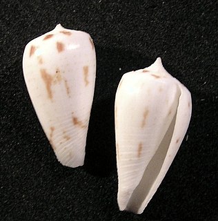 <i>Conus pica</i> species of mollusc