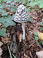 Coprinus picaceus