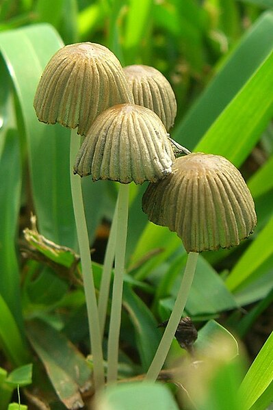 File:Coprinus plicatilis s. l. 3.jpg