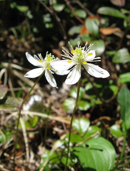 File:Coptis trifolia 01.jpg