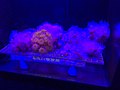 Coral Aquaculture .jpg