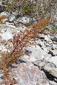 Coriaria angustissima kz1.jpg