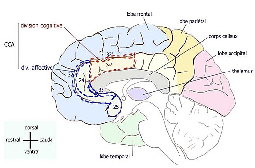 De cortex cingularis anterior onderverdeelt in cognitief (rood) en affectief (blauw).