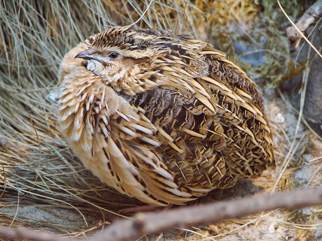 File:Coturnix coturnix (Warsaw zoo)-1.JPG