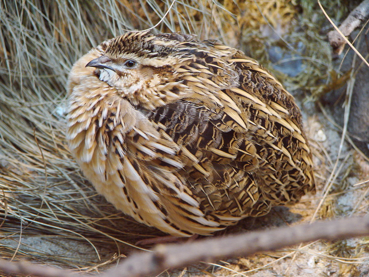 common quail meat