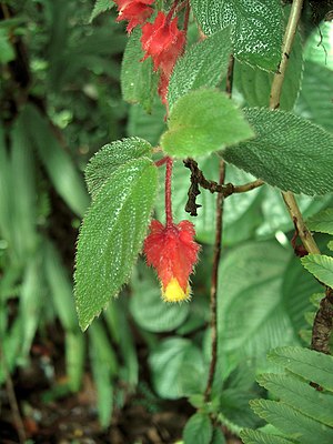 Crantzia cristata