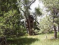 Tree house near the creek. Curt's cow is on top of the tree house.
