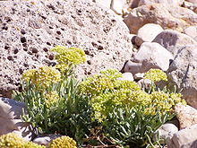 Crithmum maritimum.jpg