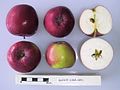 Cross section of Quinte, National Fruit Collection (acc. 1965-009).jpg