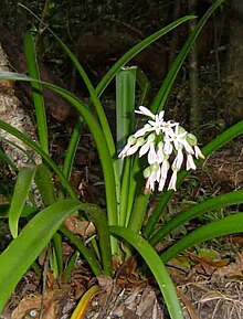 Cryptostephanus vansonii in Zimbabwe Cryptostephanus vansonii2.jpg