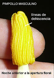 Cucurbita pepo "zapallo de Angola" semillería La Paulita - flor masculina y anteras (VERDE7) atardecer anterior a la antesis, comienza la dehiscencia y se observa polen, etiquetas.jpg
