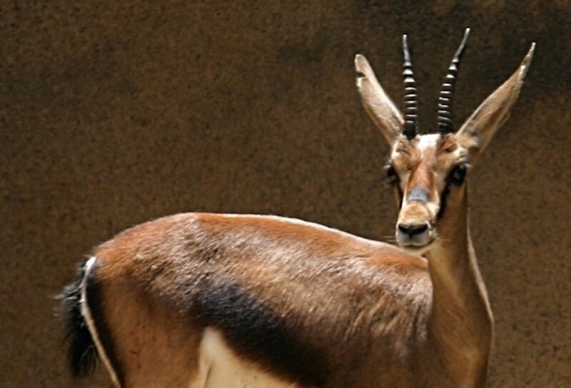 File:Cuvier's Gazelle (cropped).jpg