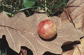 Bugallo de Cynips quercusfolii no envés dunha folla de carballo.