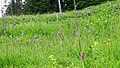 Dactylorhiza fuchsii Switzerland - Col de Bretaye