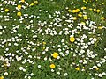 Daisies and dandelions, Newport, Isle of Wight, England.jpg
