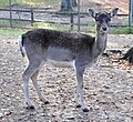 Fallow Deer (Dama dama) Damhirsch