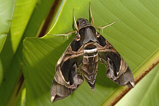 <i>Daphnis hypothous</i> Species of moth