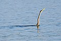 * Nomination Darter or snake bird swimming (Anhinga melanogaster), Kabini reservoir, India --Tagooty 02:19, 21 November 2022 (UTC) * Promotion  Support Good quality -- Johann Jaritz 03:19, 21 November 2022 (UTC)