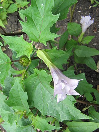 <i>Datura stramonium</i> Species of flowering plant in the nightshade family Solanaceae