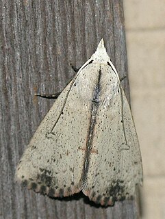 <i>Scolecocampa liburna</i> Species of moth