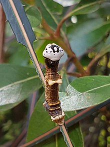 Caterpillar of Declana atronivea feeding on Pseudopanax crassifolius. Declana atronivea 12542038.jpg