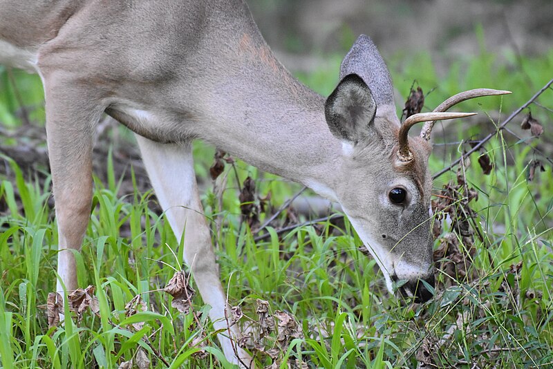 File:Deer font hill 9.20.19 DSC 0292.jpg