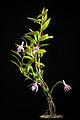 Dendrobium klabatense