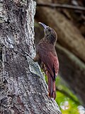 Dendrocolaptes hoffmannsi Hoffmann's Woodcreeper; Candeias do Jamari, Rondonia, Brazil.jpg