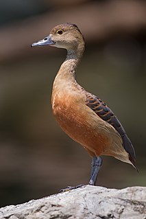 Lesser whistling duck Species of bird