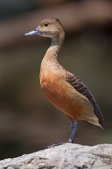 Dendrocygna javanica - Chiang Mai.jpg