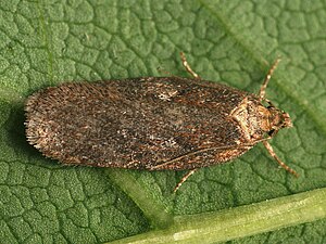 Depressaria badiella (40146829494).jpg