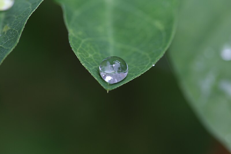 File:Dew drops on leaf.JPG