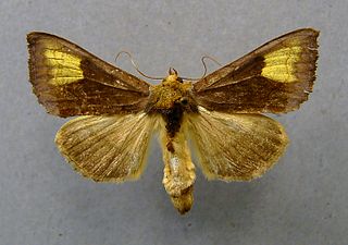 <i>Diachrysia chryson</i> Species of moth