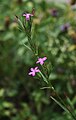 Büschel-Nelke (Dianthus armeria)