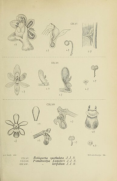 File:Die Orchideen von Java - fig. 456-458 (1912).jpg