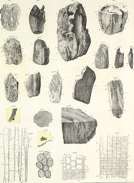 File:Die im Bernstein befindlichen organischen Reste der Vorwelt, gesammelt (1845) (20617538718).jpg