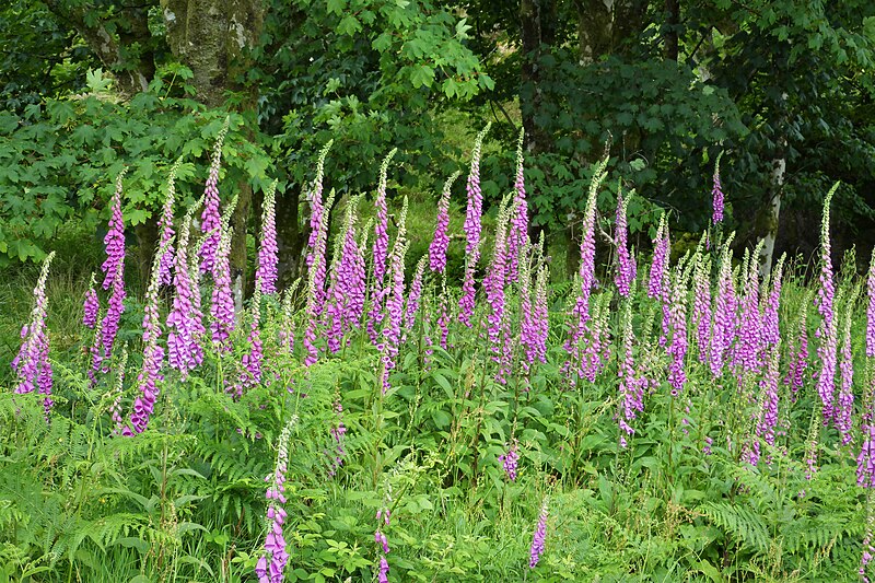 File:Digitalis purpurea Foxglove (2) (27628101359).jpg