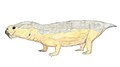 Diictodon felicepsin rekonstruktio