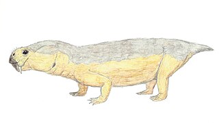 Diictodon