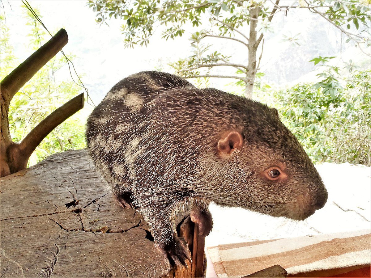 Rato gigante de Vangunu, o raríssimo roedor de quase meio metro