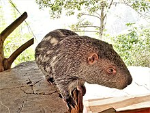 The pacarana (above) is the closest living relative of Josephoartigasia Dinomys branickii.JPG