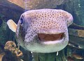 Spot-fin porcupinefish (Diodon hystrix)