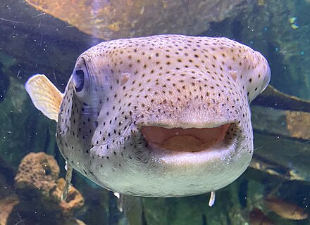 A spot-fin porcupinefish (Diodon hystrix) smiling for the camera